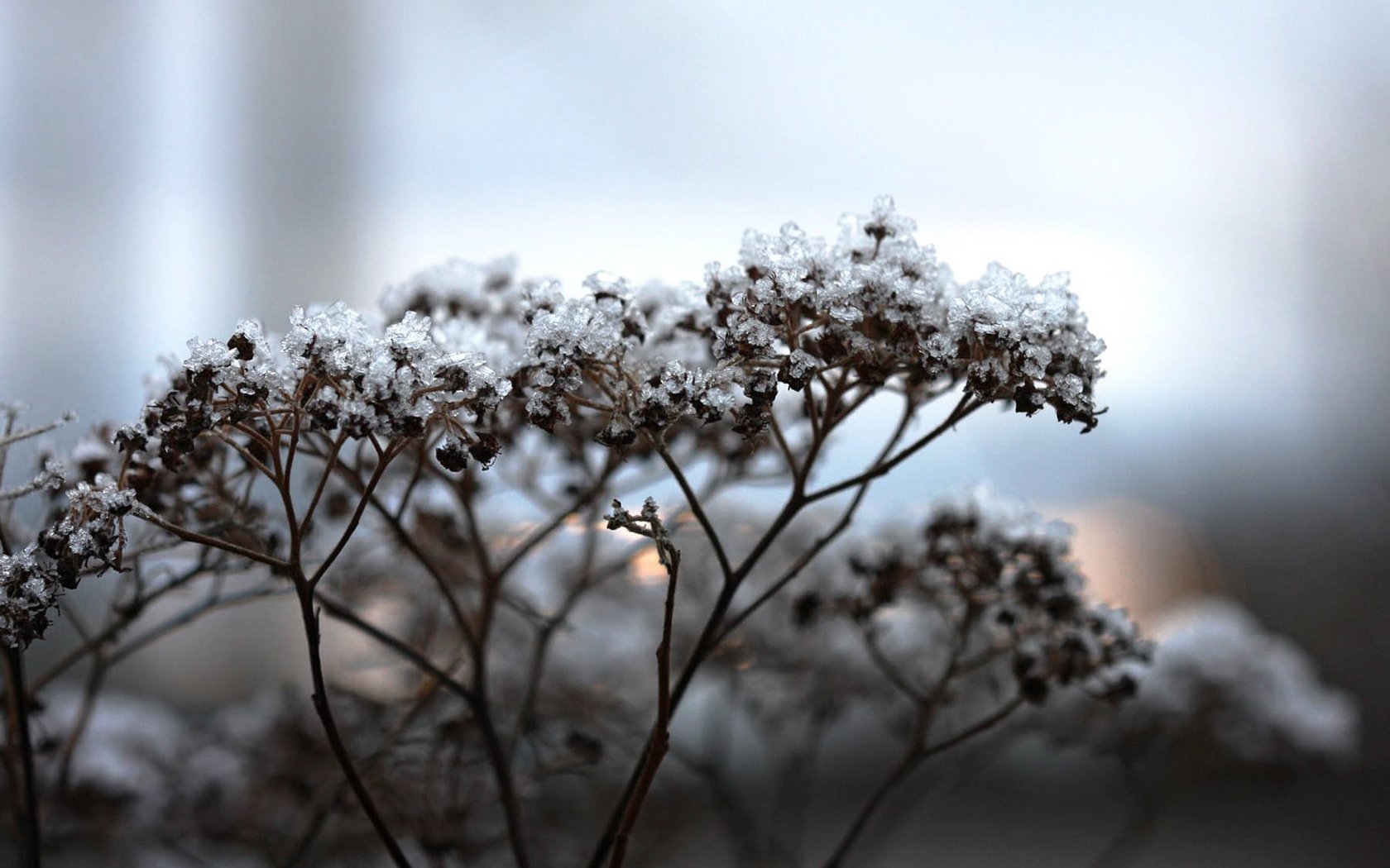 Frost-covered buds and delicate branches set against a soft, blurred background, capturing the transition from winter to spring. HD nature wallpaper and background.