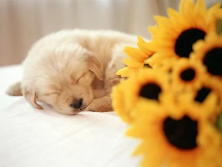 A golden retriever puppy sleeps peacefully beside a bouquet of sunflowers. This HD image serves as a charming and cozy desktop wallpaper and background.