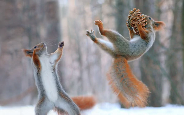 rodent pine cone snow acorn playing Animal squirrel HD Desktop Wallpaper | Background Image