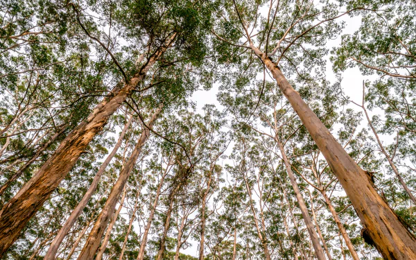 treetops nature tree HD Desktop Wallpaper | Background Image