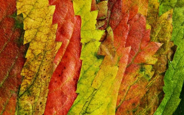 Earth Leaf Macro Colors HD Wallpaper | Background Image