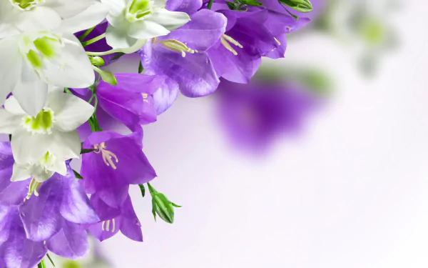 Close-up of purple and white bellflowers against a soft white background — vibrant nature detail, 4K Ultra HD PC desktop wallpaper.