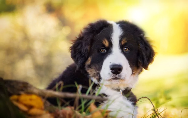 HD desktop wallpaper of a Bernese Mountain Dog puppy with a soft bokeh background, gently resting its muzzle among autumn leaves and grass.