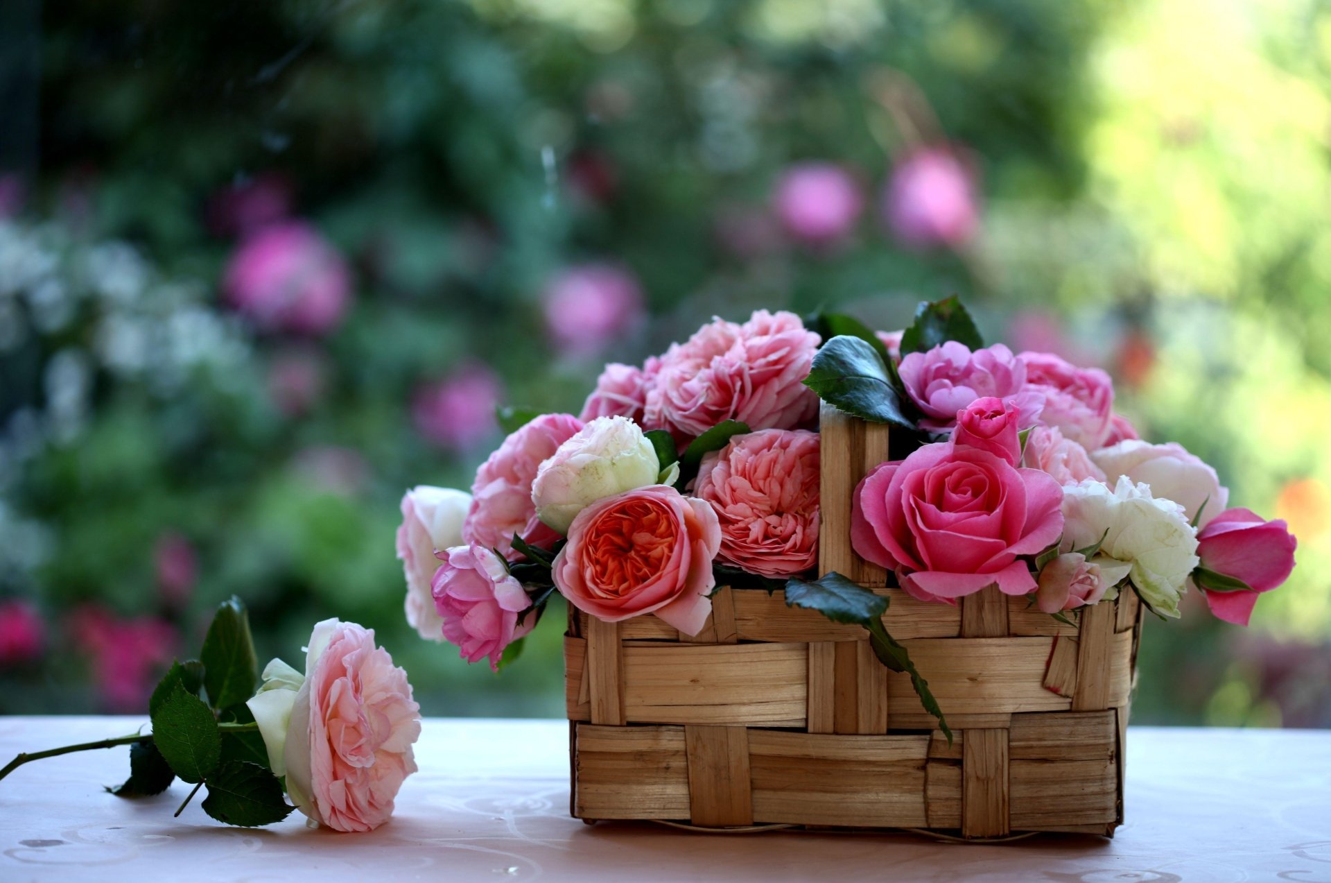 Download Rose Pink Flower White Flower Bokeh Basket Still Life Man Made