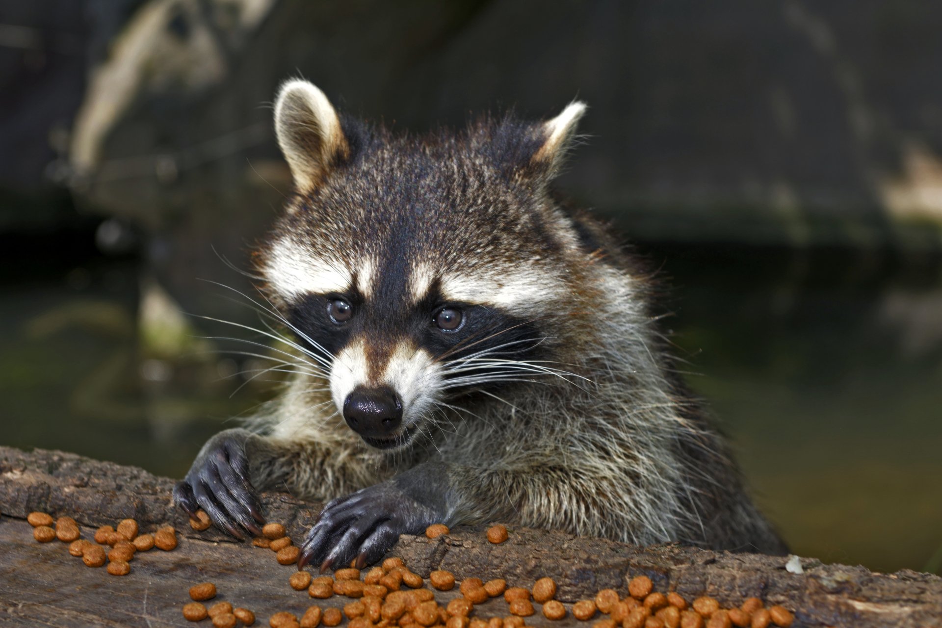 Download Animal Raccoon 4k Ultra HD Wallpaper