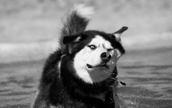 Black and white 4K Ultra HD image of a Siberian Husky shaking water off its muzzle, captured as a striking PC desktop wallpaper and background.