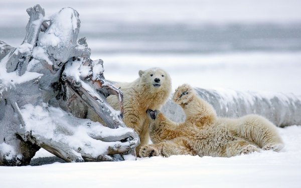 Animal Polar Bear Bears Snow HD Wallpaper | Background Image