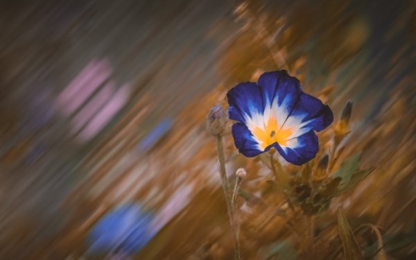 Earth Flower Flowers Blue Flower Bokeh HD Wallpaper | Background Image
