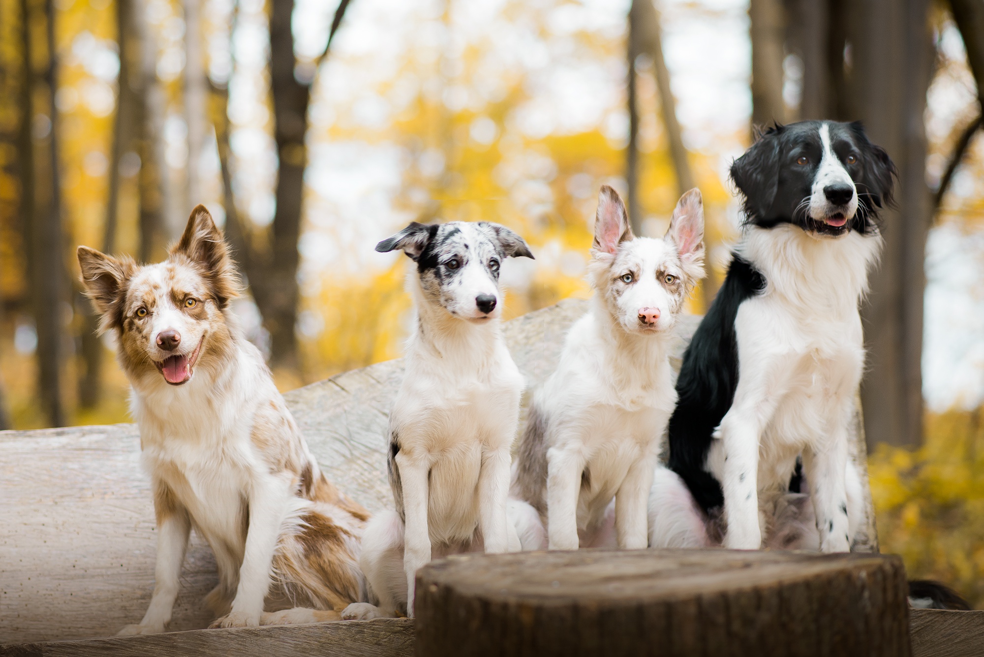 Animal Dog HD Wallpaper | Background Image