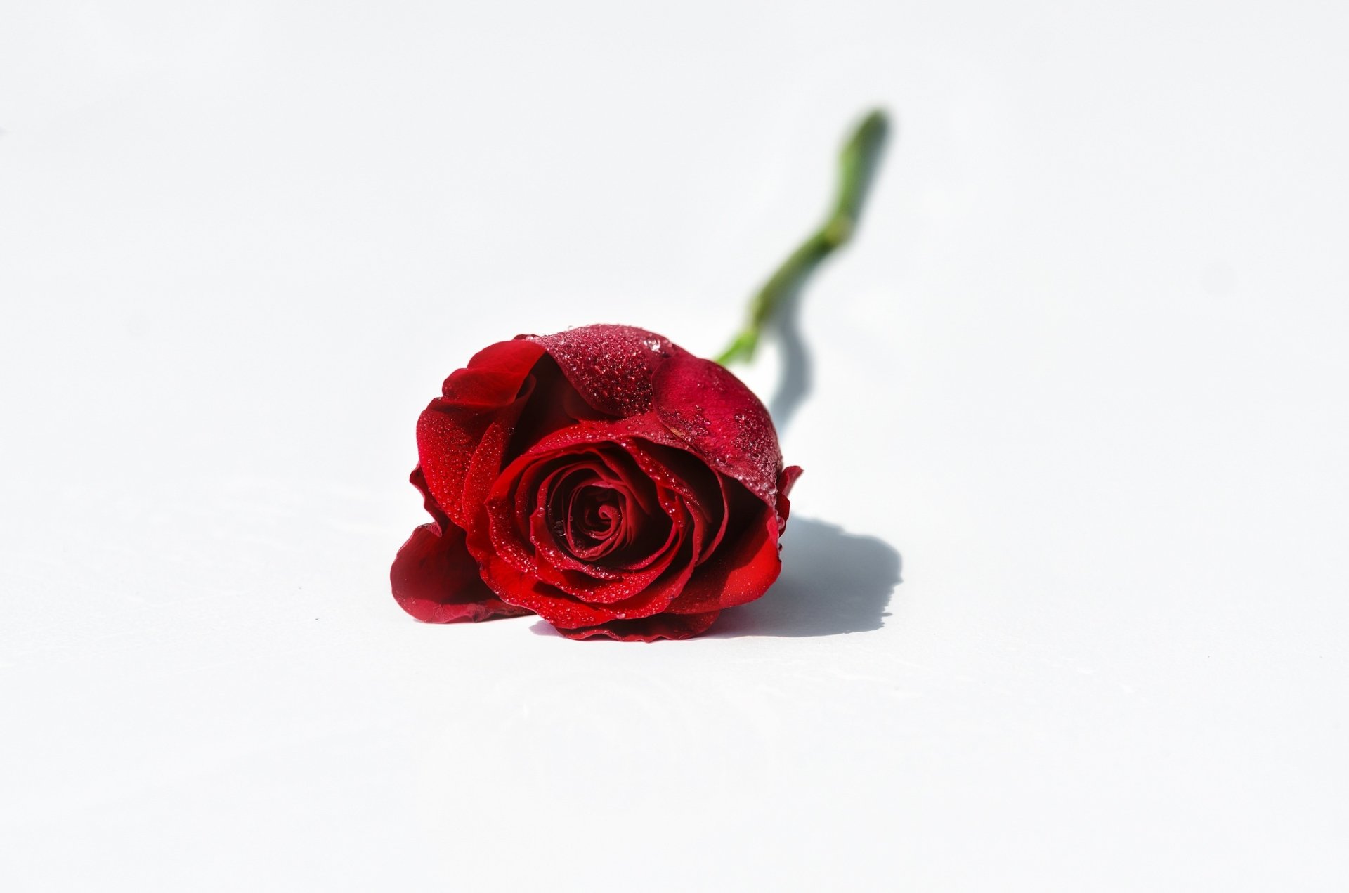 HD PC desktop wallpaper showing a single red rose (red flower) with dewdrops on a white background — a minimalist nature scene.