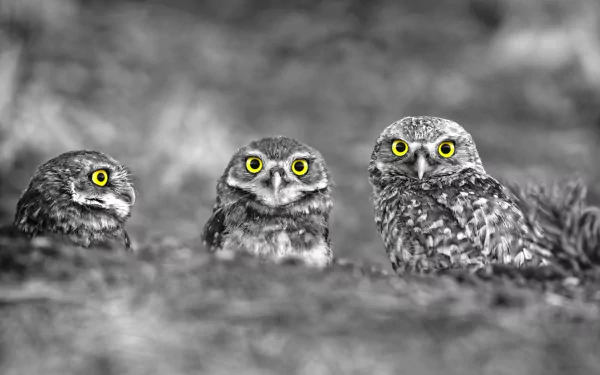 selective color bird Animal owl HD Desktop Wallpaper | Background Image