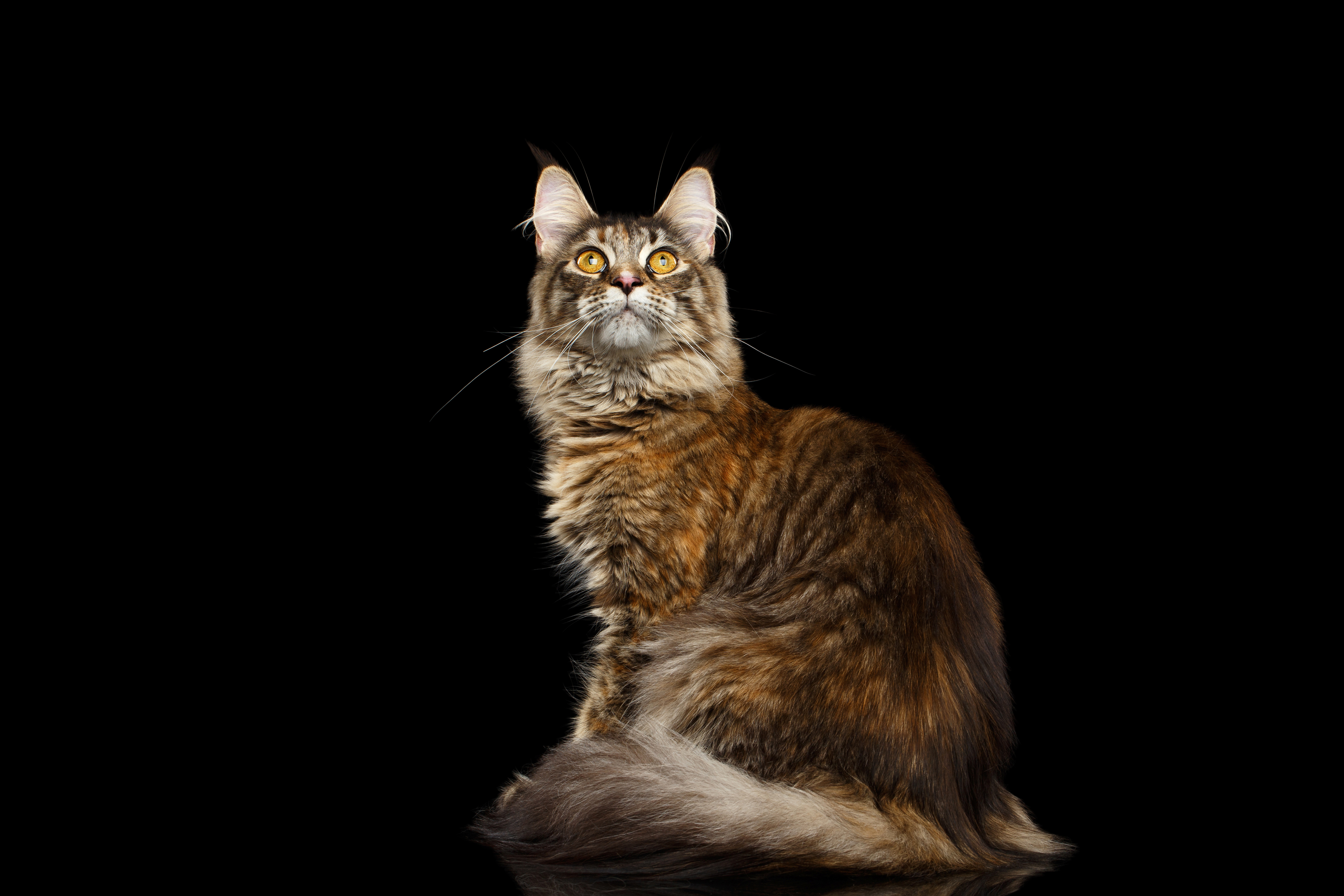 wallcat backgrounds wallcat backgrounds