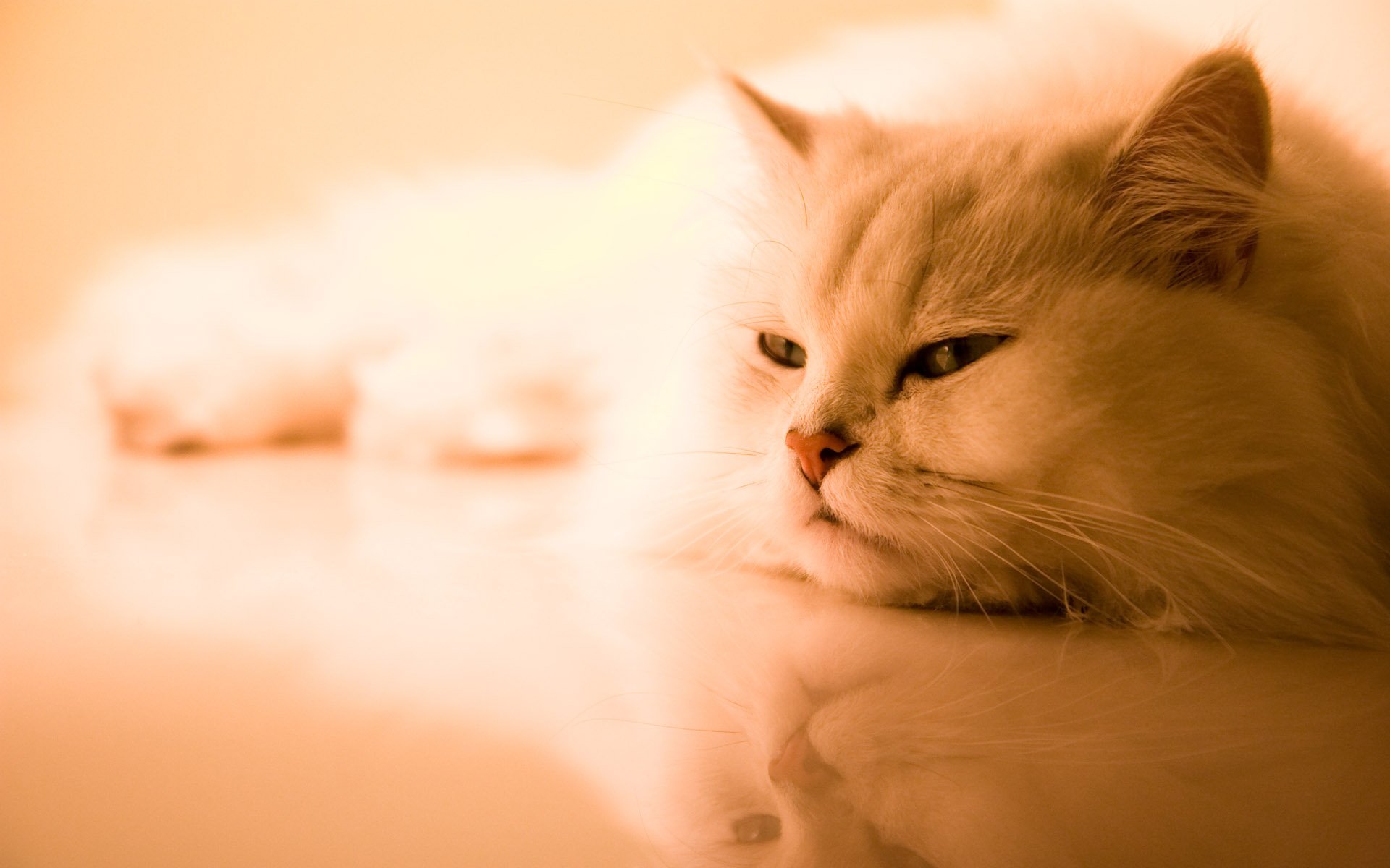 A serene white cat rests on a reflective surface, its expression calm and contemplative, creating a soothing atmosphere in this HD desktop wallpaper.