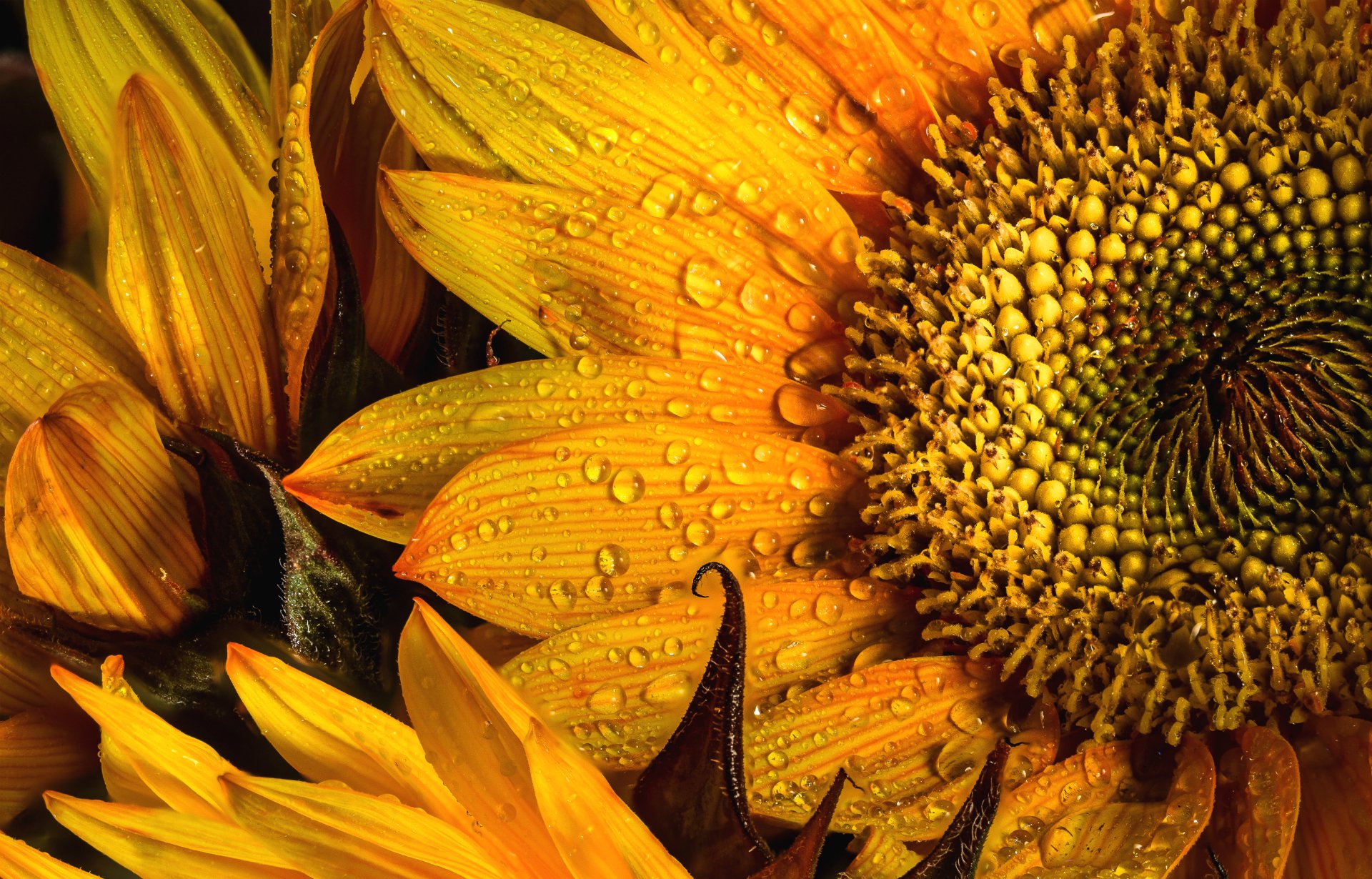 Macro nature shot of a yellow sunflower's petals and spiraled center sprinkled with water drops — HD PC desktop wallpaper background.