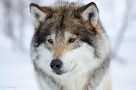 HD desktop wallpaper featuring a close-up of a wolf’s face and muzzle, set against a snowy background. The wolf’s piercing eyes and thick fur are clearly visible.