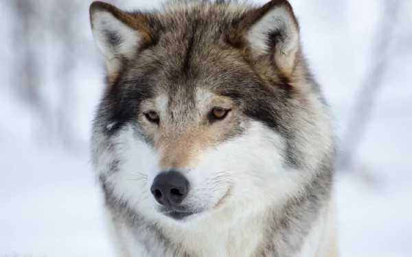 HD desktop wallpaper featuring a close-up of a wolf’s face and muzzle, set against a snowy background. The wolf’s piercing eyes and thick fur are clearly visible.