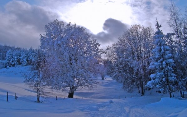 Nature Winter Tree Forest Snow HD Wallpaper | Background Image