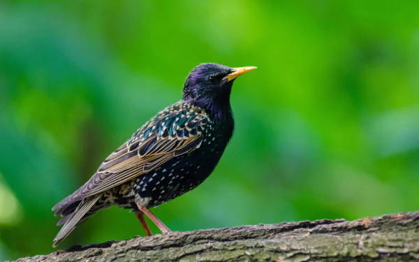 bird Animal starling HD Desktop Wallpaper | Background Image