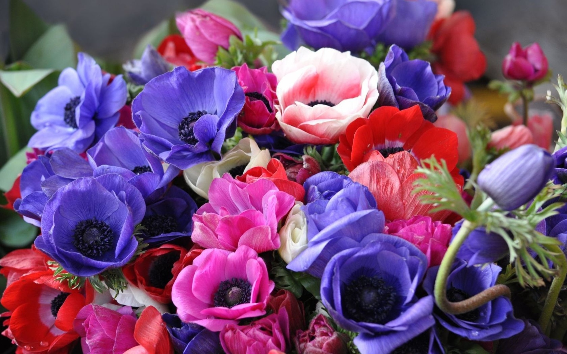 Anemone Bouquet