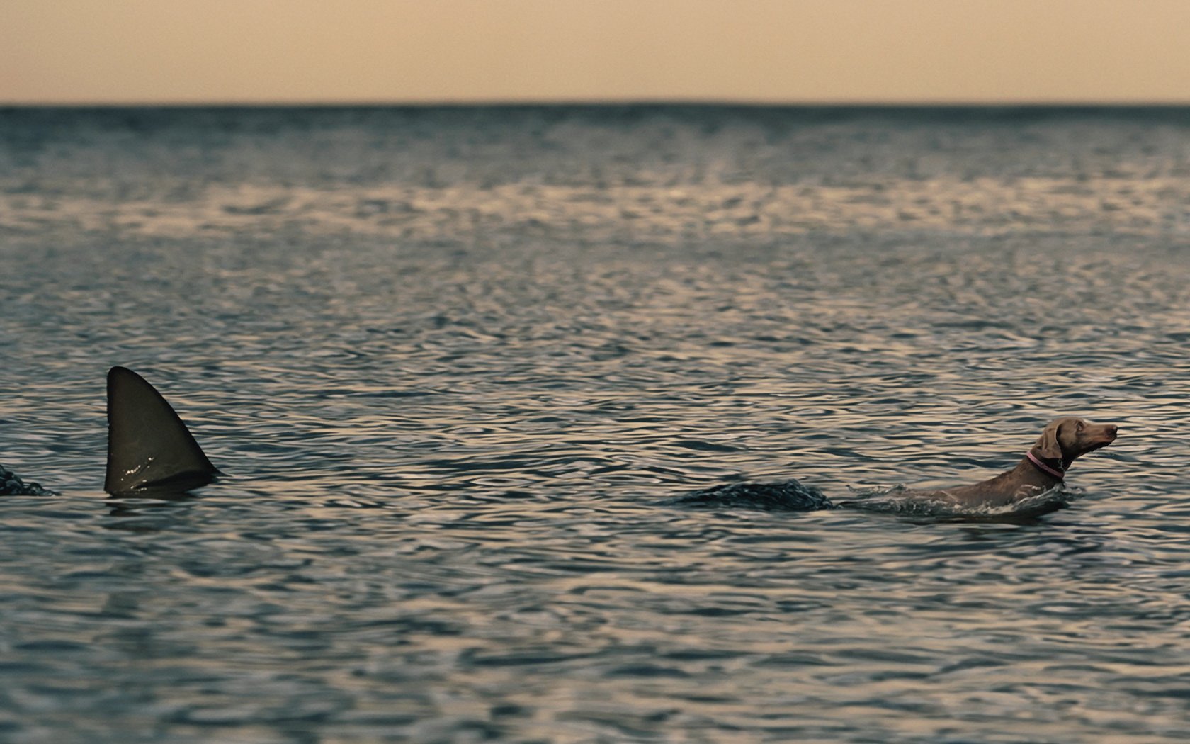 A serene ocean scene featuring a dog swimming, with a shark fin emerging nearby, capturing the contrast of nature's beauty and unpredictability. High-definition wallpaper for PC.