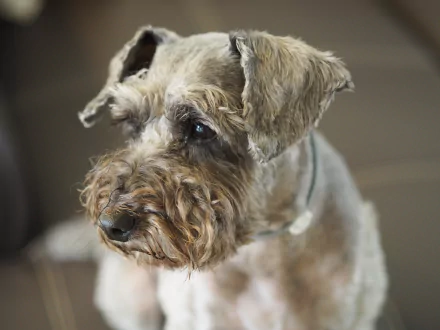4K Ultra HD PC desktop wallpaper: close-up of a dog muzzle — schnauzer-poodle mix with wiry fur and soulful eyes against a soft blurred background.