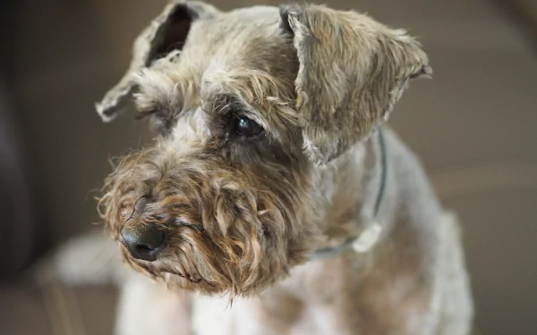 4K Ultra HD PC desktop wallpaper: close-up of a dog muzzle — schnauzer-poodle mix with wiry fur and soulful eyes against a soft blurred background.