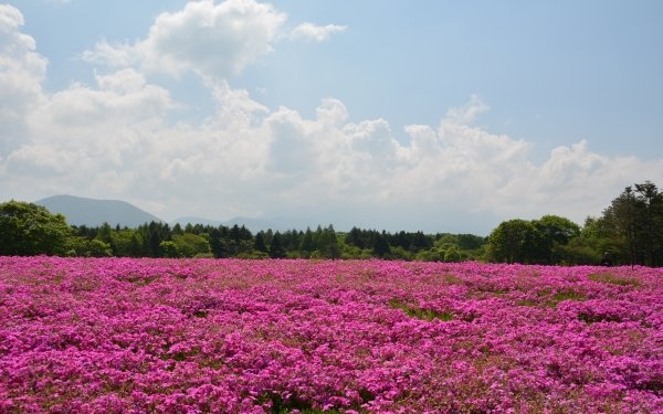 Earth Meadow Nature Flower Landscape Pink Flower Cloud HD Wallpaper | Background Image