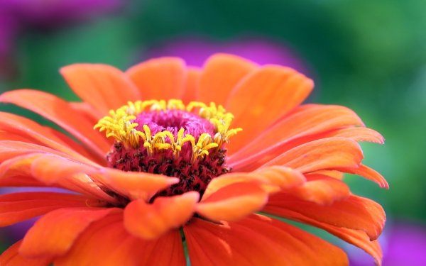 Earth Gerbera Flowers Macro Flower Orange Flower HD Wallpaper | Background Image