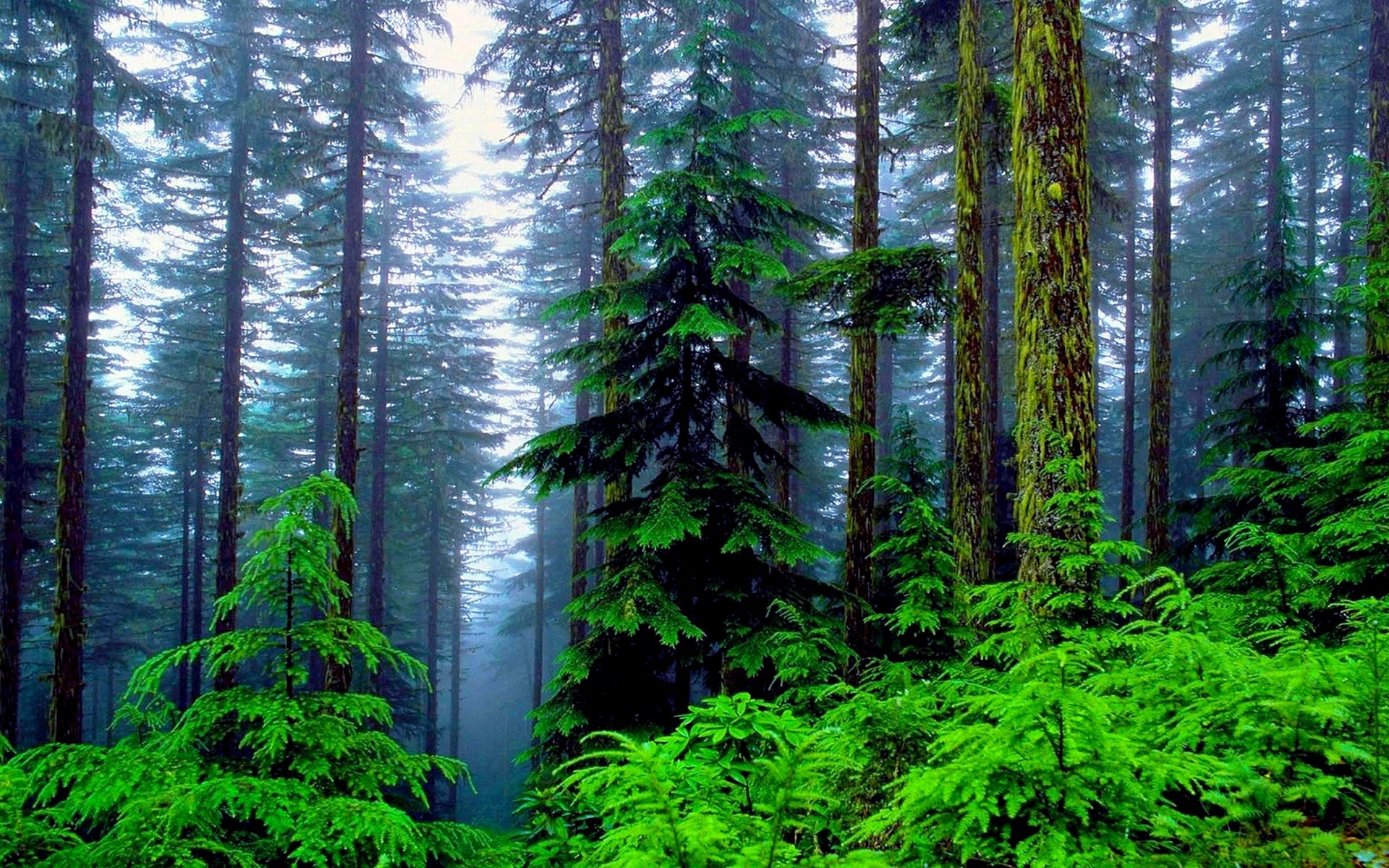 Download Fog Green Nature Forest  HD Wallpaper