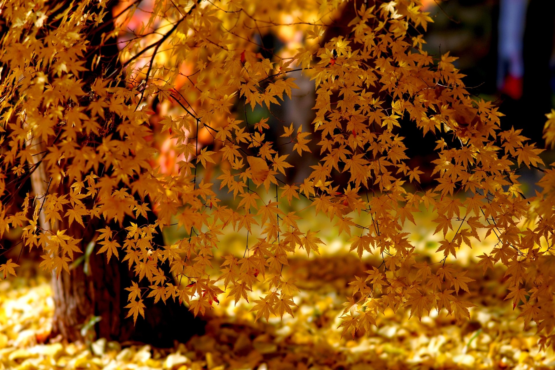 Golden Autumn Leaves