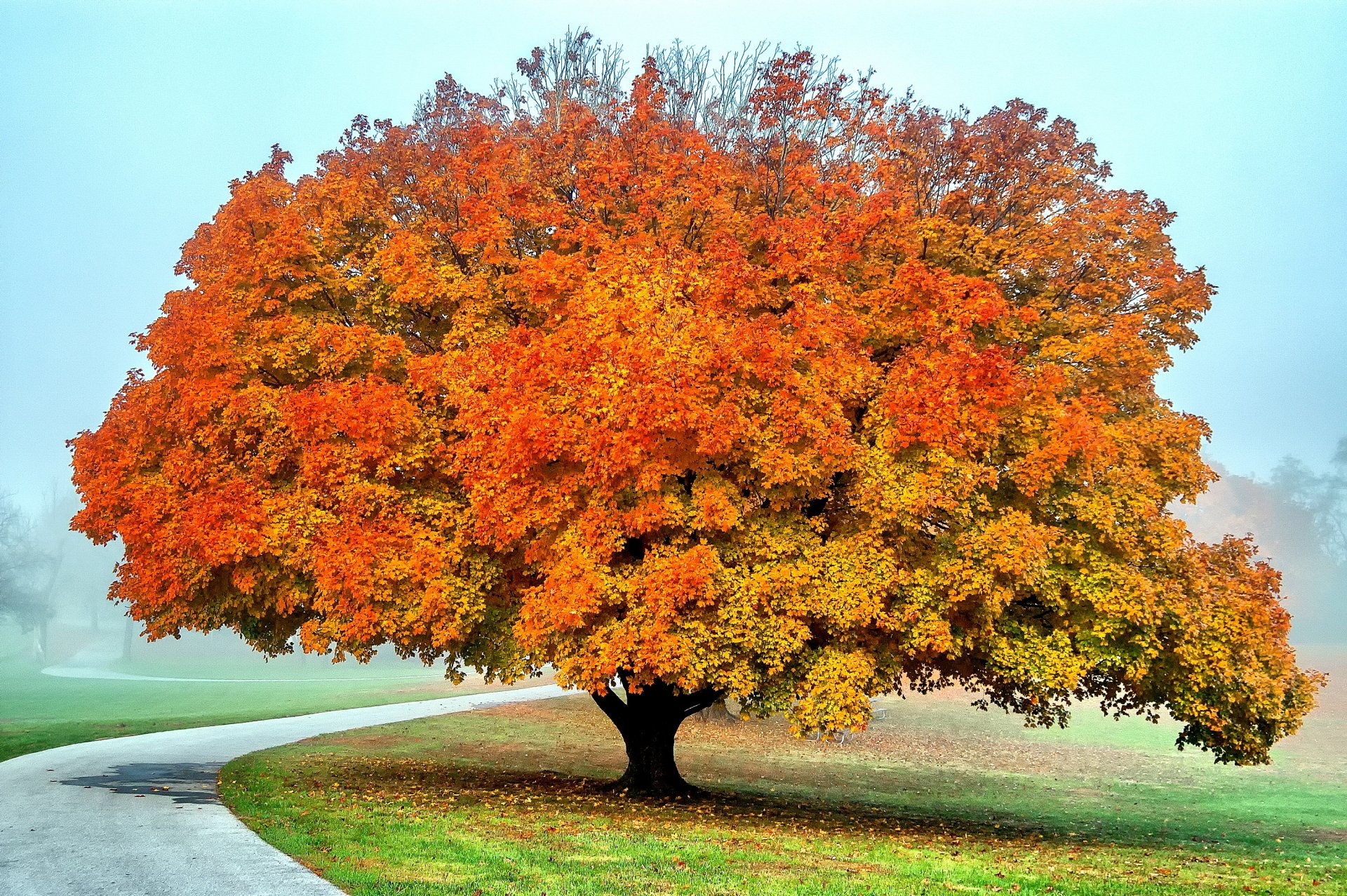 papoose autumn trees