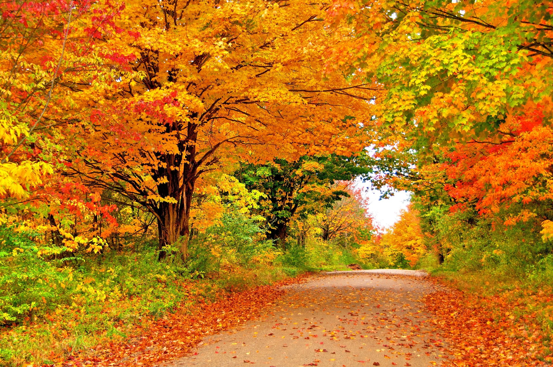 Bright Autumn Road