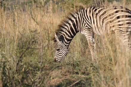 Animal zebra HD Desktop Wallpaper | Background Image