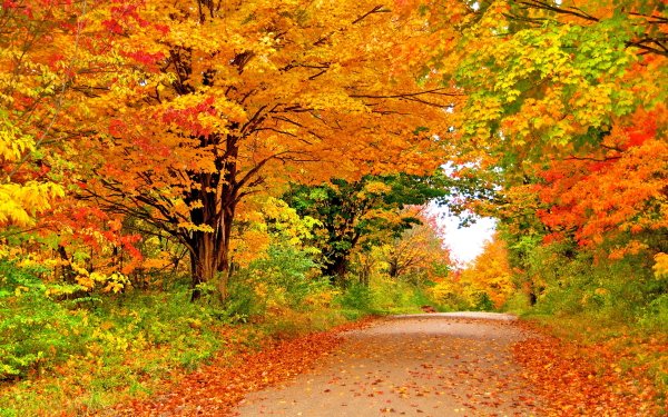 Man Made Road Fall Tree Nature HD Wallpaper | Background Image