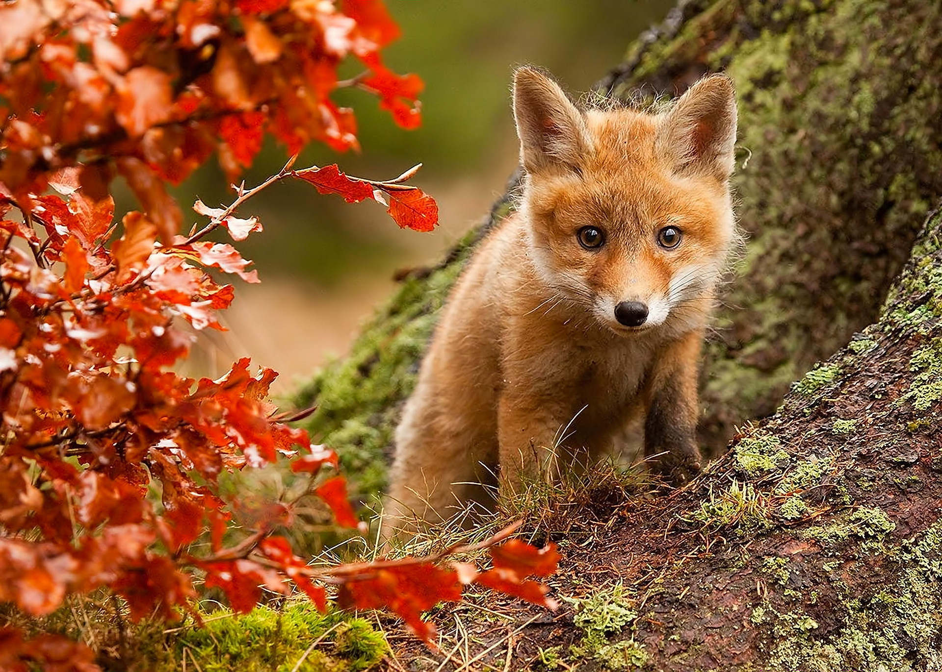 Red Fox Pup Wallpaper