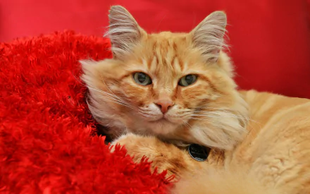 fluffy Animal cat HD Desktop Wallpaper | Background Image