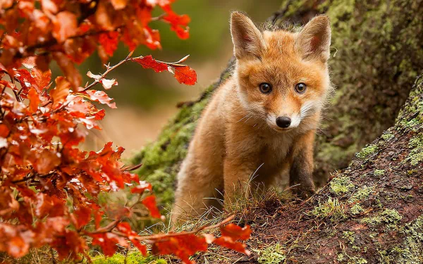 A curious fox cub stands amidst vibrant autumn leaves, showcasing the beauty of fall in this HD desktop wallpaper. The scene captures the essence of nature and wildlife.