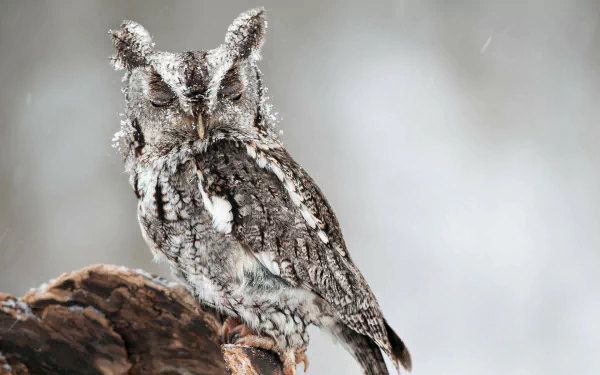 A snowy winter scene featuring a detailed owlet perched on a branch, captured in high-definition as a PC desktop wallpaper background.