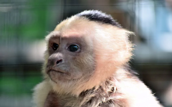 Close-up of a young monkey (primate, animal) captured in crisp 4K Ultra HD PC desktop wallpaper/background.