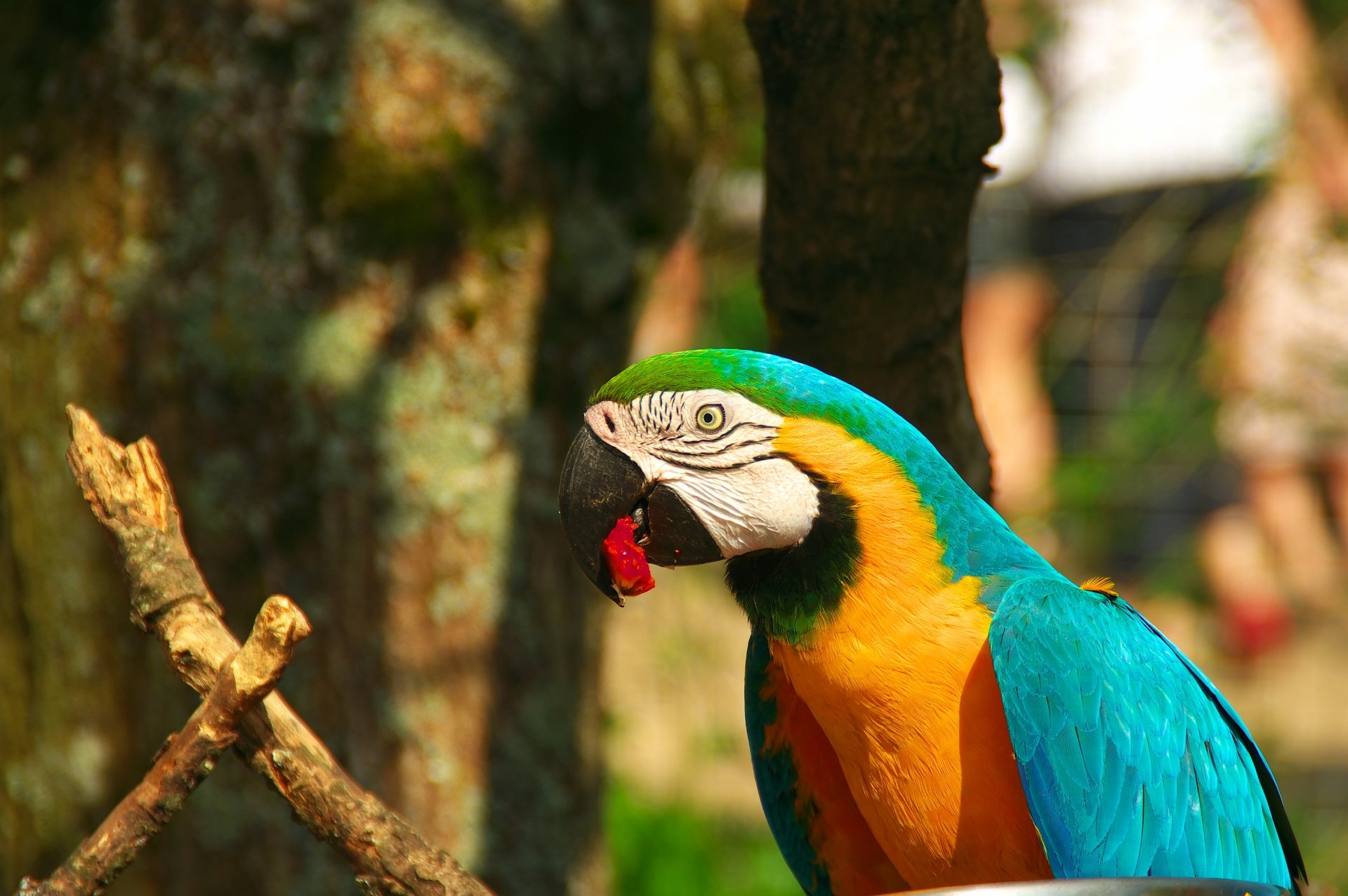 Close-up of a blue-and-yellow macaw perched on a branch, vibrant turquoise and gold feathers in sharp 4K Ultra HD PC desktop background.
