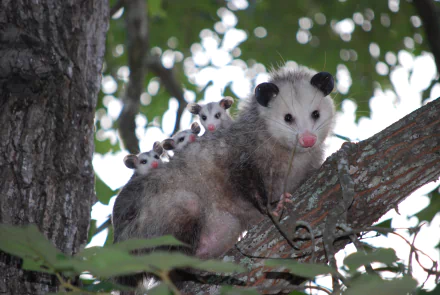 4K Ultra HD PC desktop wallpaper showing a mother opossum with three baby joeys on her back in a tree — baby animal, animal, opossum.
