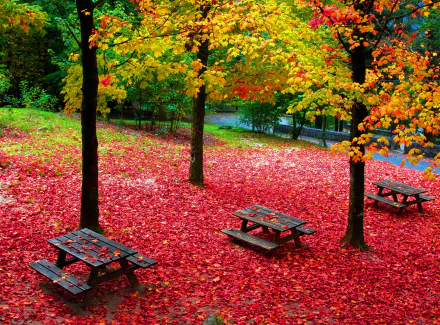  Picnic Tables in Autumn Park