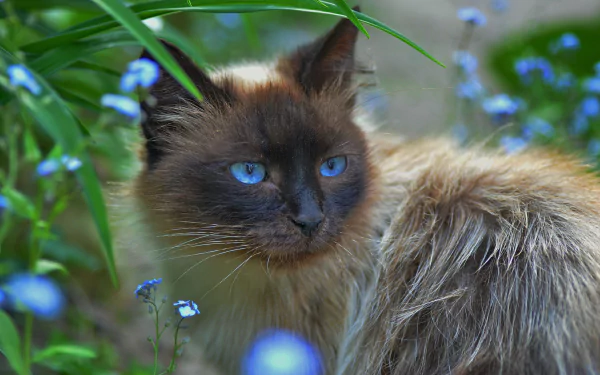  Blue-Eyed Cat