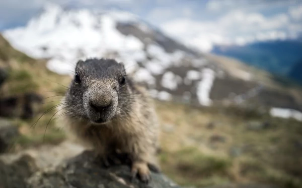 close-up depth of field Animal marmot HD Desktop Wallpaper | Background Image