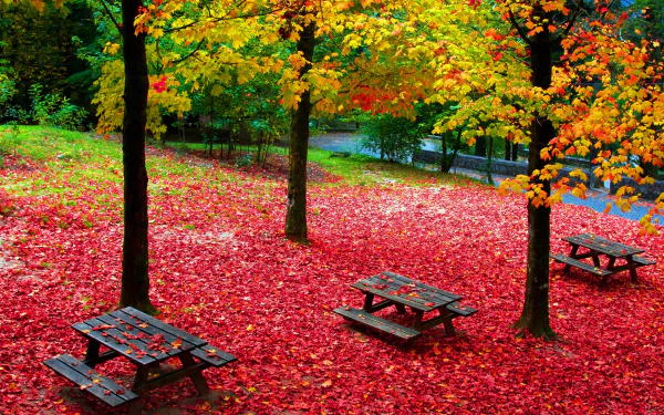  Picnic Tables in Autumn Park