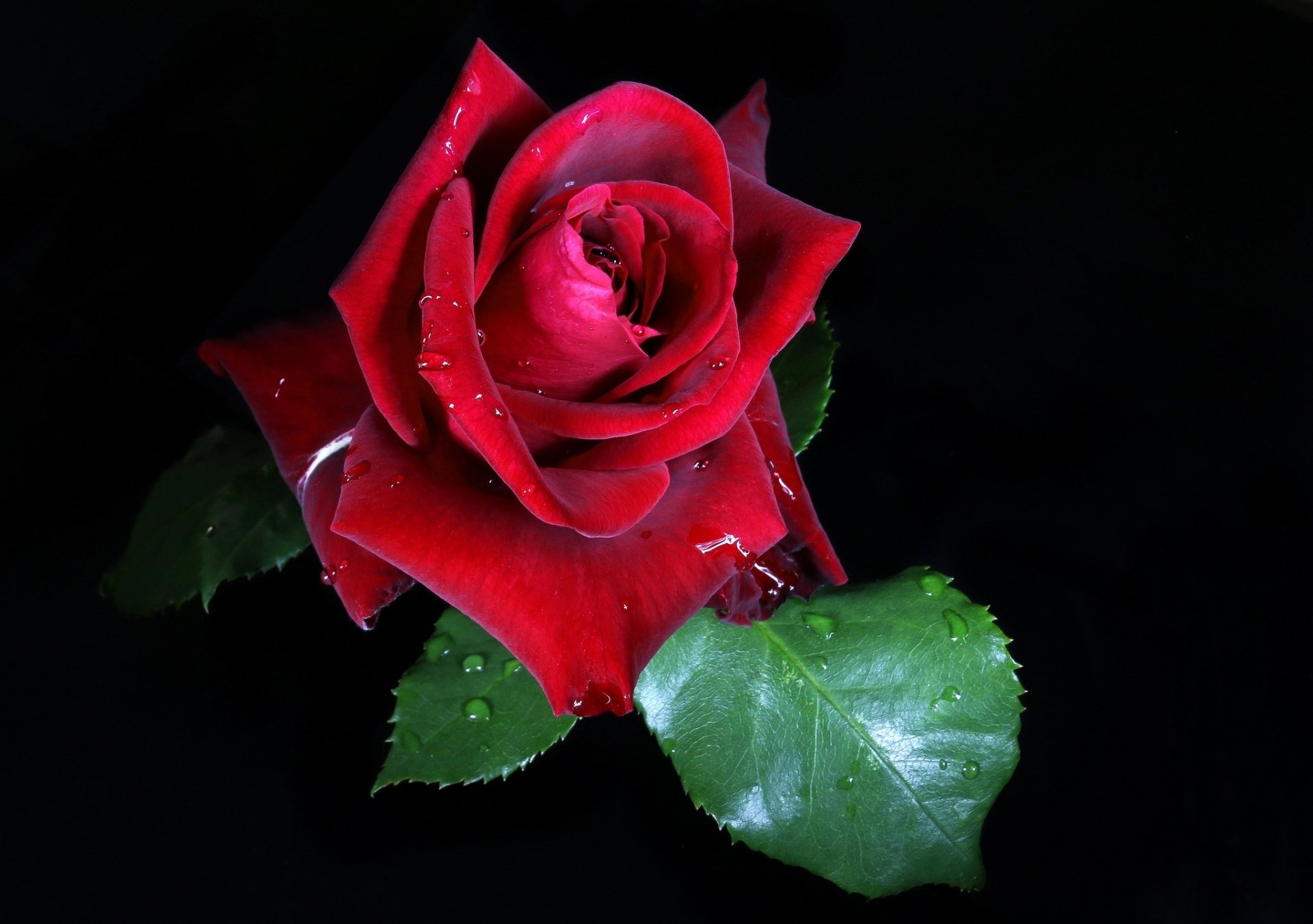 Red Rose