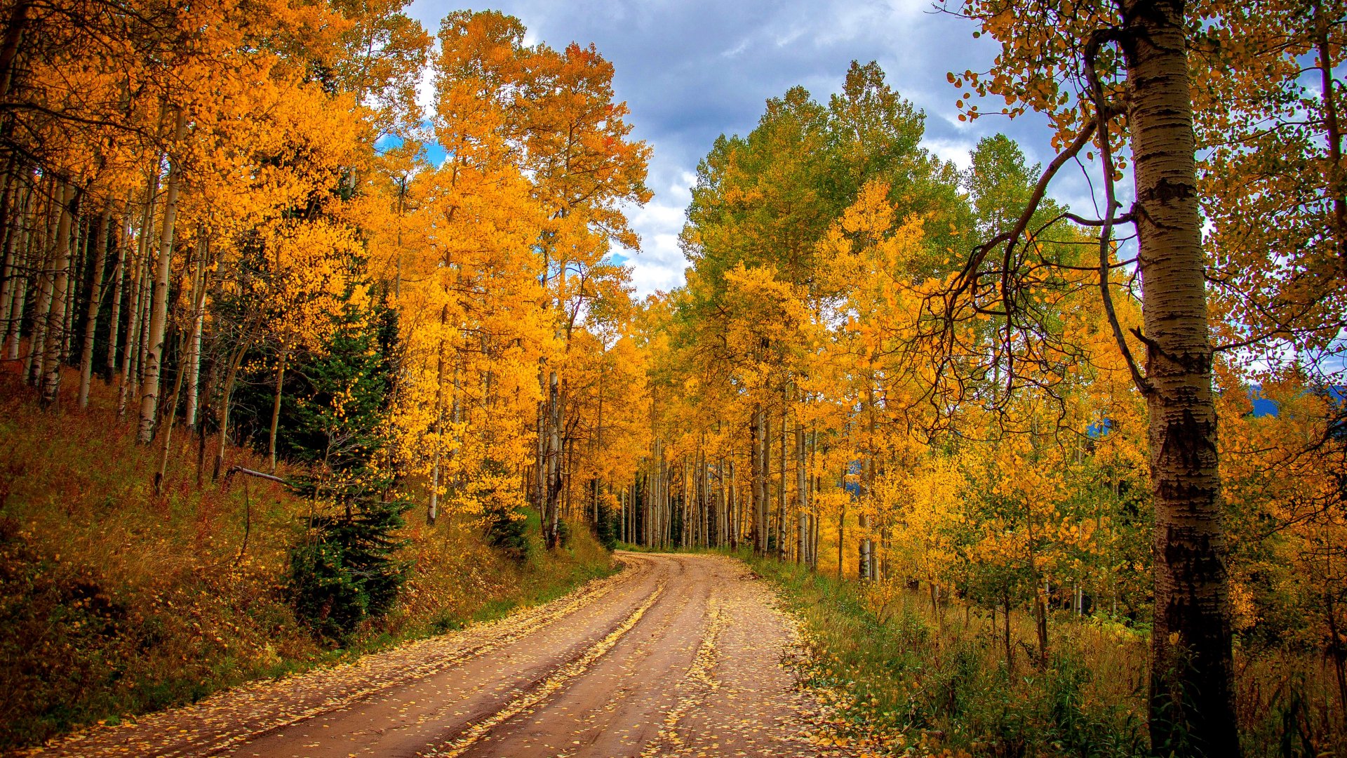 Golden Autumn Road Through Forest — 4K Ultra HD Wallpaper | 4000x2250 ...