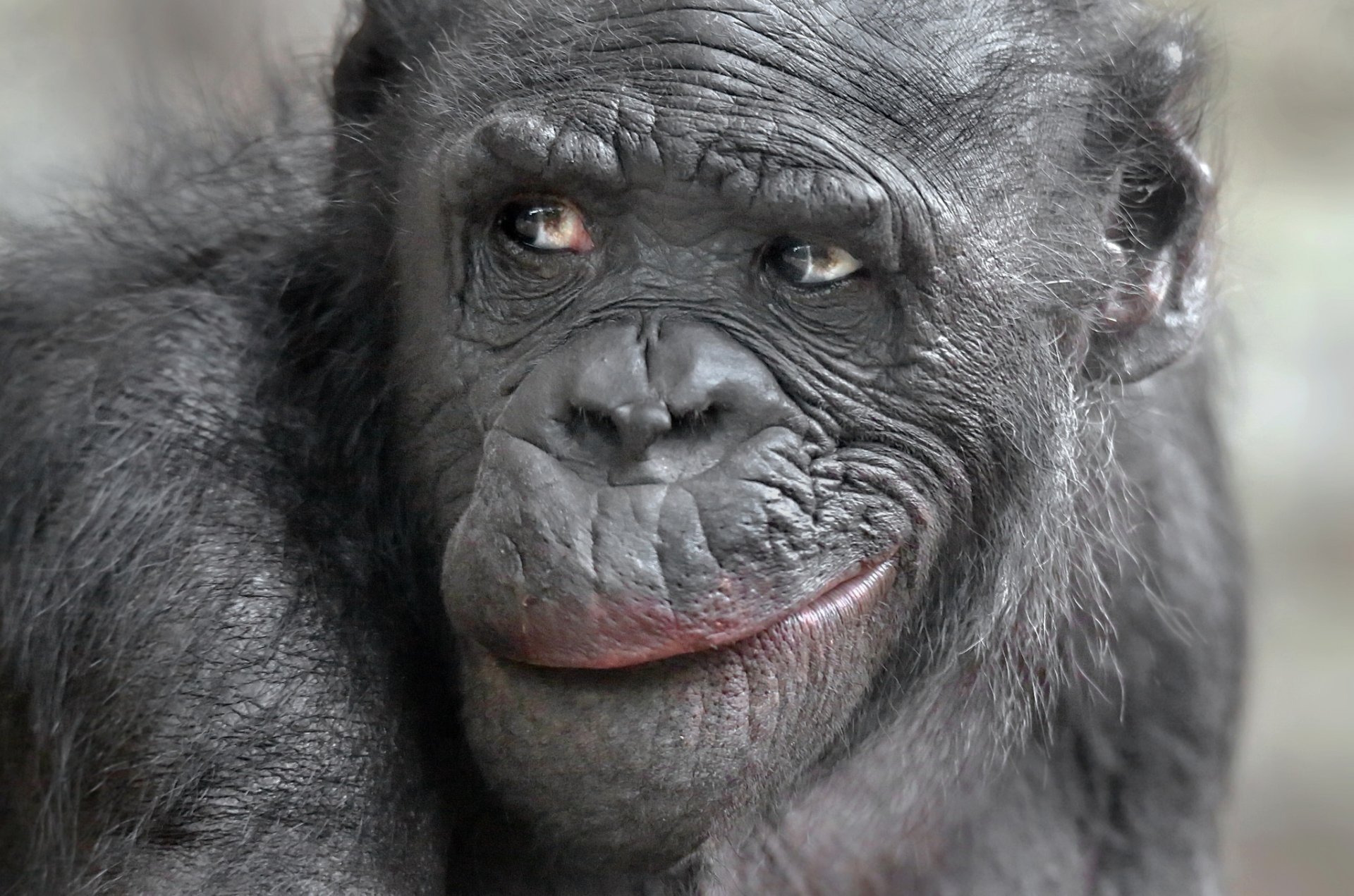 Download Primate Monkey Closeup Animal Chimpanzee HD Wallpaper by