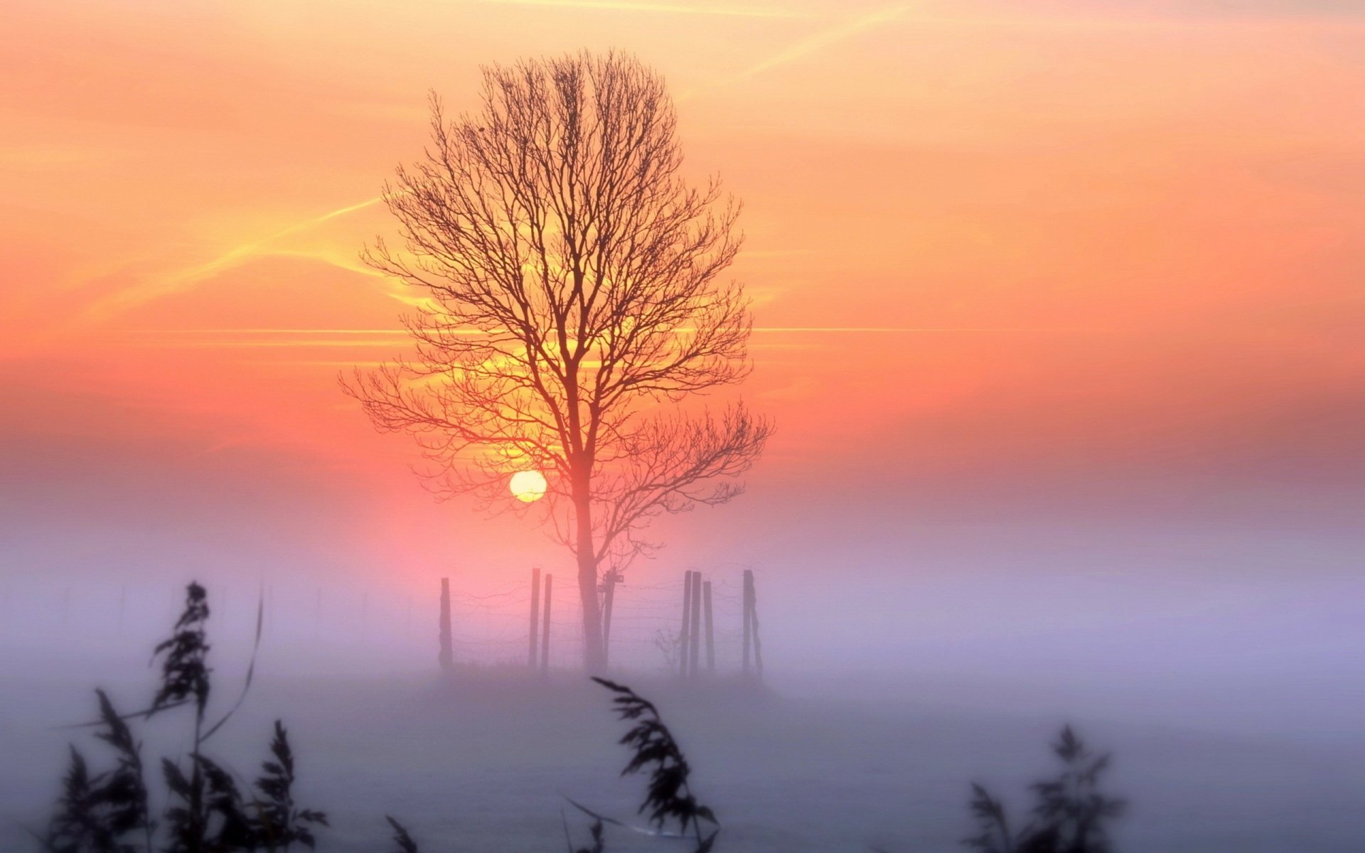 Download Fog Winter Tree Nature Sunset Winter Sunset HD Wallpaper