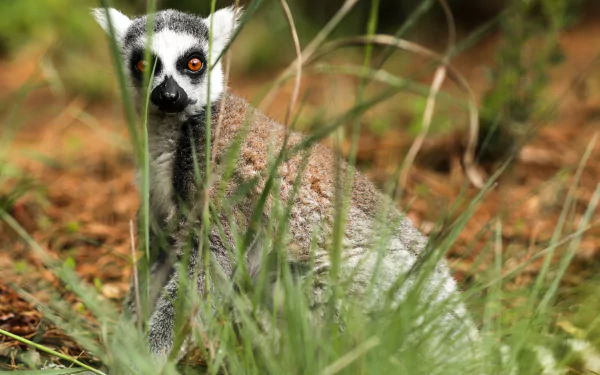 primate Animal lemur HD Desktop Wallpaper | Background Image